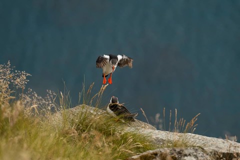 A captivating moment featuring two Atlantic puffins, Fratercula arctica, in Norway One puffin