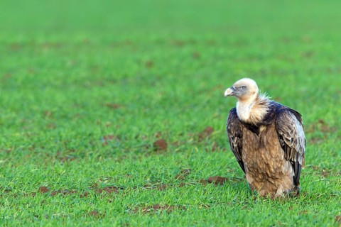 Griffon vulture, (Gyps fulvus), animals, birds, sitting in a meadow, biotope, habitat, resting,