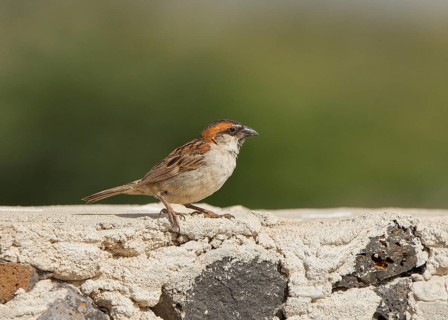 Iago Sparrow (Passer iagoensis) male, Cape Verde