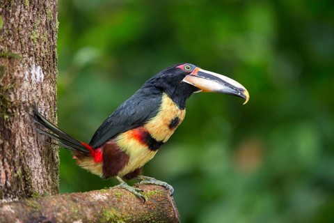 Black-necked Aracari (Pteroglossus aracari) perched on a branch, Pichincha, Ecuador