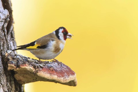 European Goldfinch (Carduelis carduelis), Bavaria, Germany