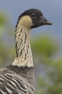 Nene (Branta sandvicensis), Hawaii, USA
