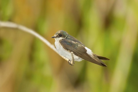 Mangrove Swallow Tachycineta albilinea San Blas, Nayarit, Mexico 6 June Adult in worn plumage.