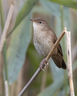 Savi's Warbler (Locustella luscinioides), Mecklenburg-Western Pomerania, Germany