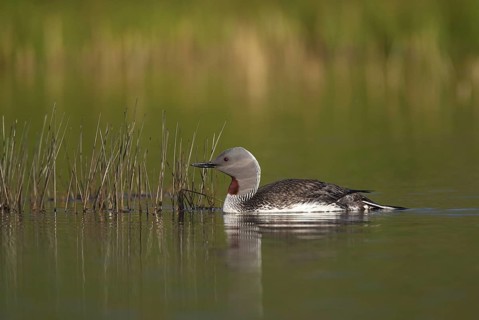Red-throated Loon (Gavia stellata), Myvatn, Iceland