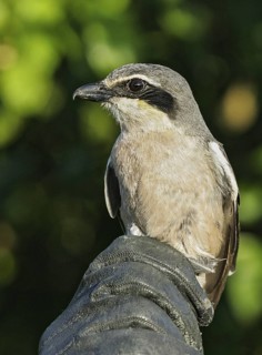 Southern Grey Shrike (Lanius meridionalis) ringing, Valencia, Spain