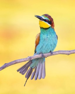 European Bee-eater (Merops apiaster), Kiskunsag National Park, Hungary