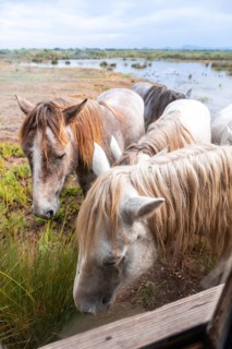 Wild horses peacefully grazing near the water in s'albufera natural park, a beautiful wetland area