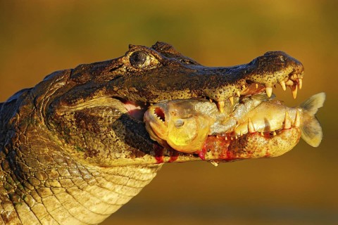 Yacare Caiman, crocodile with fish in muzzle with evening sun, detail portrait of animal in the