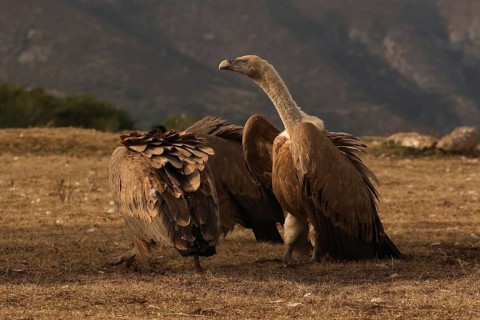 Two Griffon vultures standing against a mountainous backdrop, showcasing its impressive plumage and
