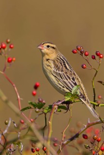 Bobolink, non-breeding