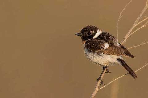 Siberian Stonechat - Pallasschwarzkehlchen - Saxicola maurus, Russia (Ural), 2nd cy male