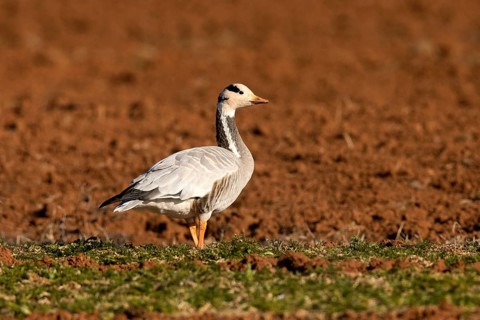 Bar-headed Goose (Anser indicus), Yunnan, China