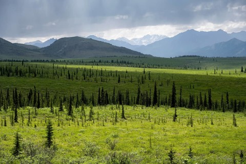 Taiga and tundra, mountain landscape of the Alaska Range with dramatic cloudy sky, Denali National