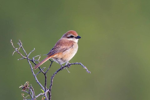 Brown Shrike (Lanius cristatus) female, Mongolia