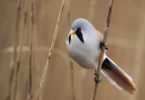 Bearded Reedling (Panurus biarmicus) male, Mecklenburg-Western Pomerania, Germany