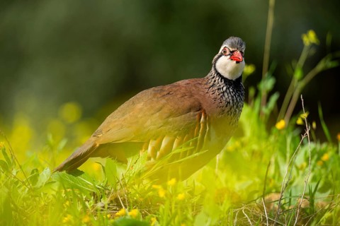 Captivating image of a red-legged partridge amidst greenery and yellow flowers, showcasing its