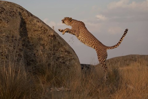 Cheetah (Acinonyx jubatus) female jumping on a rock, Castile-La Mancha, Spain