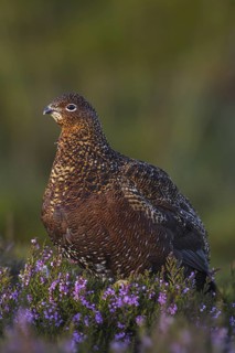 Red Grouse (Lagopus lagopus scotica), Yorkshire, United Kingdom