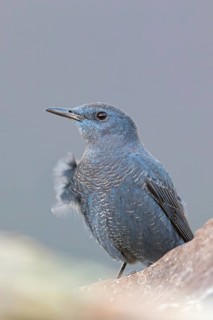 Blaumerle, Blue Rock Thrush, Blue Rock-Thrush, Monticola solitarius, Monticole bleu, Merle bleu,