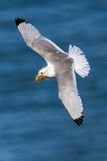 Black-legged Kittiwake, Rissa tridactyla, bird in flight over sea, Bempton Cliffs, North Yorkshire,