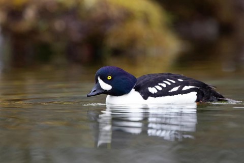 Barrow's Goldeneye (Bucephala islandica) male, Iceland