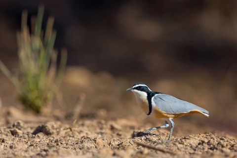 Crocodile-bird, (Pluvianus aegytpticus), Crocodile-bird, Egyptian Plover, Pluvian fluviatile,