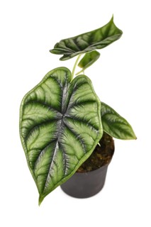 (Alocasia) Bagina Dragon Scale Houseplant