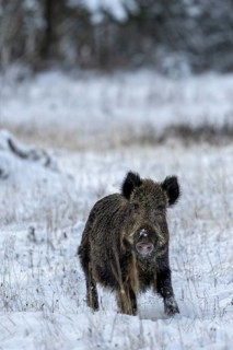 Suddenly the wild boar (Sus scrofa) stops, it must have seen or heard something, early winter,