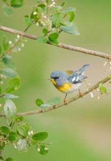 Northern Parula (Setophaga americana) male perched on a branch, Texas, USA