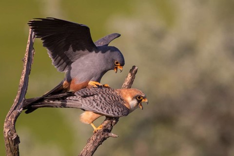 Red-footed Falcon (Falco vespertinus) pair mating, Subotica, Serbia