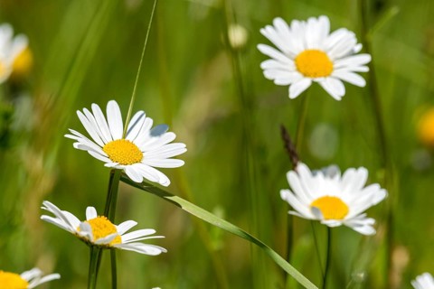 Flowering daisies (Leucanthemum) and grasses in a wild, natural flower meadow, Germany