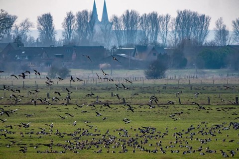 Bislicher Insel, nature reserve on the Rhine, Altrheinarm, near Xanten, Lower Rhine, Wesel