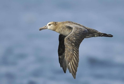 Black-footed Albatross (Phoebastria nigripes)