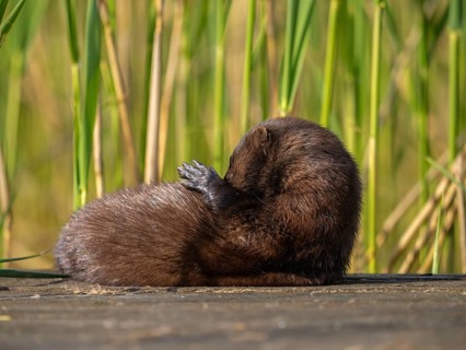 A mink grooming its fur