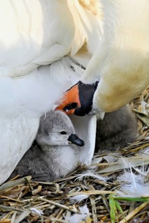 Mute swan (Cygnus olor), female with newly hatched chicks sitting on nest, Cham, Lake Zug, Canton