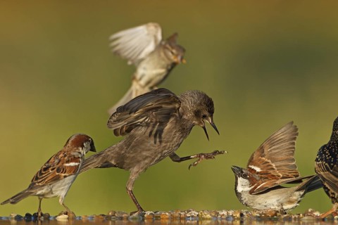 Common Starling & House Sparrow (Sturnus vulgaris & Passer domesticus), Rhineland-Palatinate,