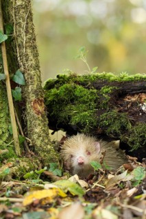 European hedgehog (Erinaceus europaeus) white albino adult animal in a woodland in the autumn,
