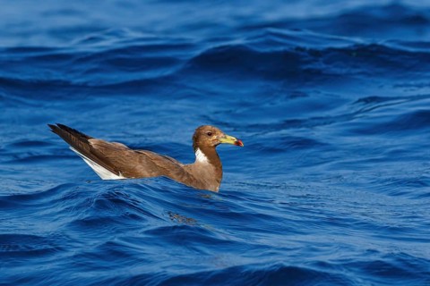 Hemprich's Gull, (Ichthyaetus hemprichii), (Larus hemprichii), Fish Eagle Gull Salalah, Mirbat,