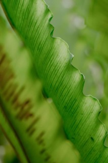 A detailed close-up image captures the rich green textures and natural patterns of an asplenium