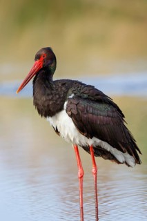 Black Stork (Ciconia nigra), Greece