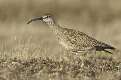 Whimbrel (Numenius phaeopus), Manitoba, Canada