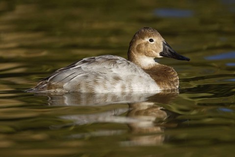 Canvasback (Aythya valisineria) female, Arizona, USA