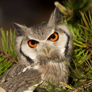 Southern White-faced Owl (Ptilopsis granti) captive, Germany