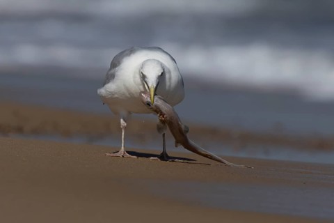 Herring gull (Larus argentatus) adult seagull bird feeding on a dogfish shark fish on a beach in