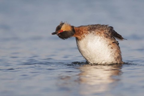 Horned Grebe (Podiceps auritus) male, California, USA