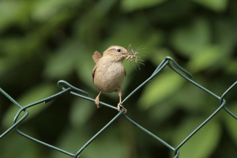 Eurasian Wren (Troglodytes troglodytes), Lower Saxony, Germany