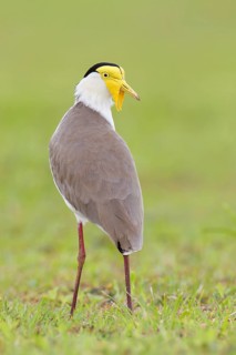 Masked Lapwing (Vanellus miles), Queensland, Australia