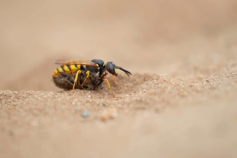 European bee wolf (Philanthus triangulum) adult solitary wasp insect carrying a Honey bee back to