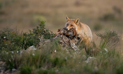 A red fox with its prey in its mouth, standing alert near a tree stump in a grassy field The image